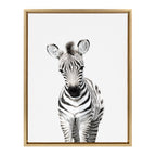 Sylvie Baby Zebra Framed Canvas by Amy Peterson