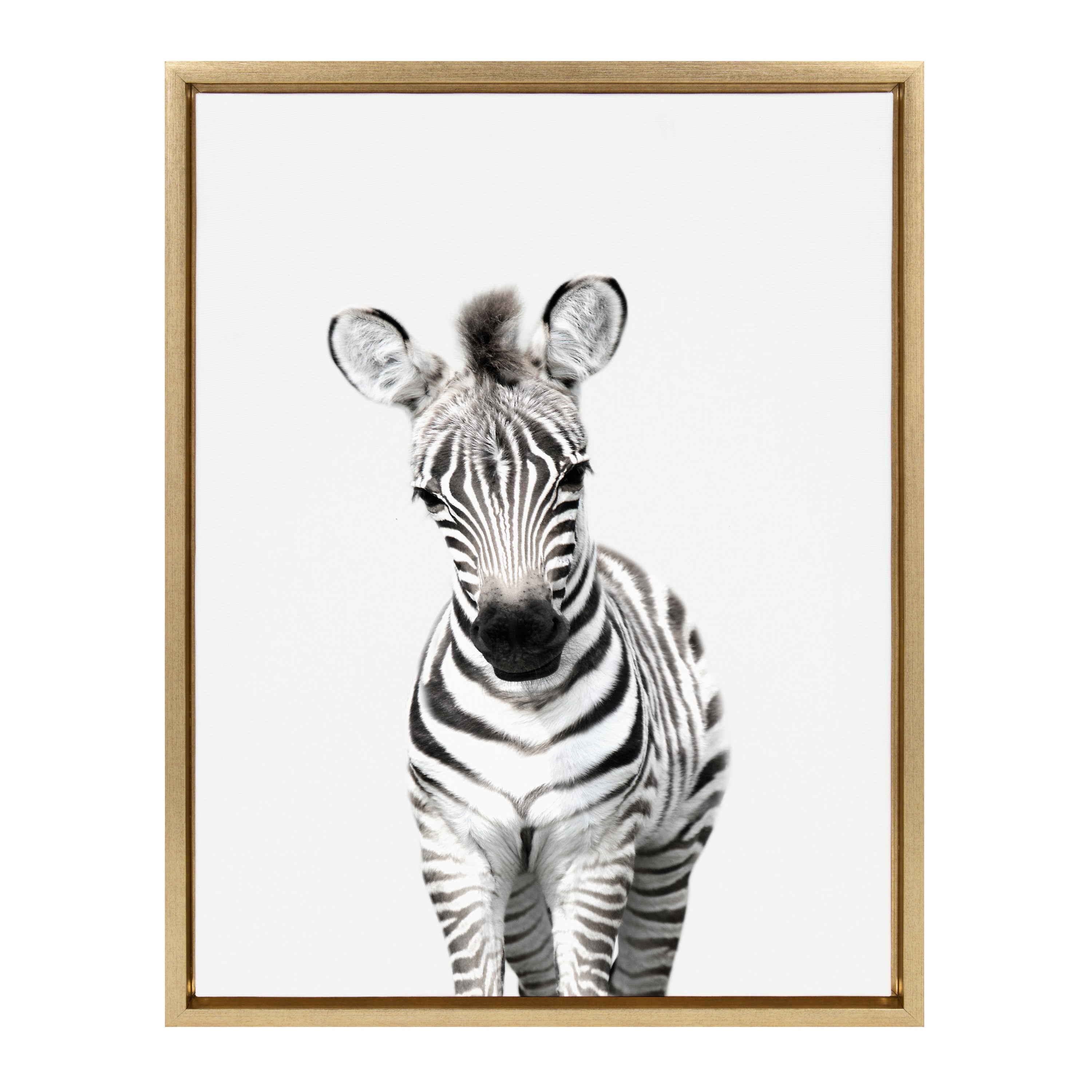 Sylvie Baby Zebra Framed Canvas by Amy Peterson