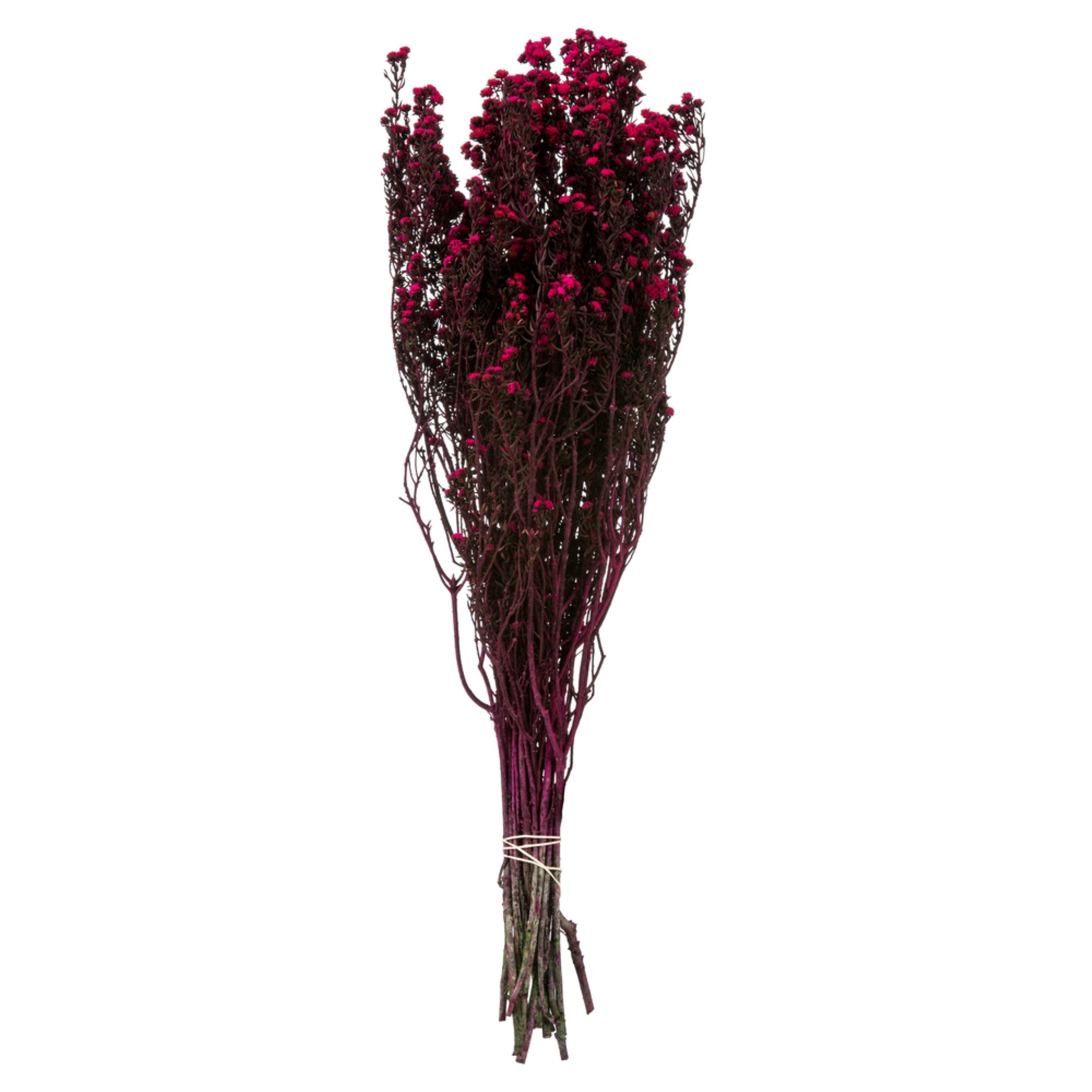 12-22 Raspberry Phylica Bundle 5oz