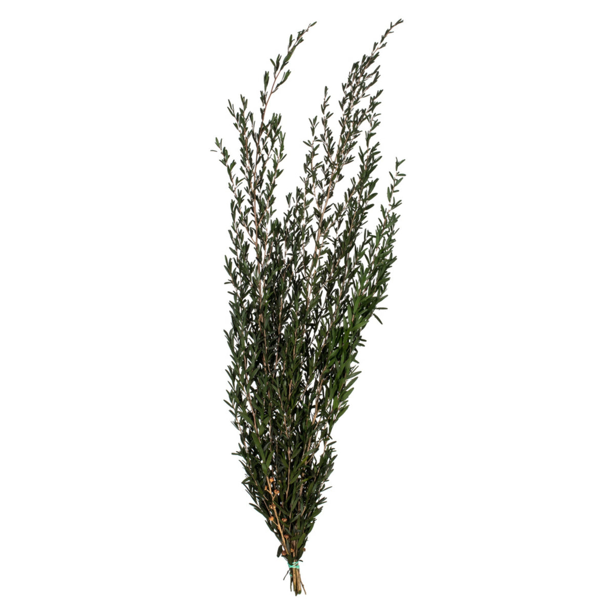 2536 Inch  Green Lepto Longifolia Bundle 6Oz