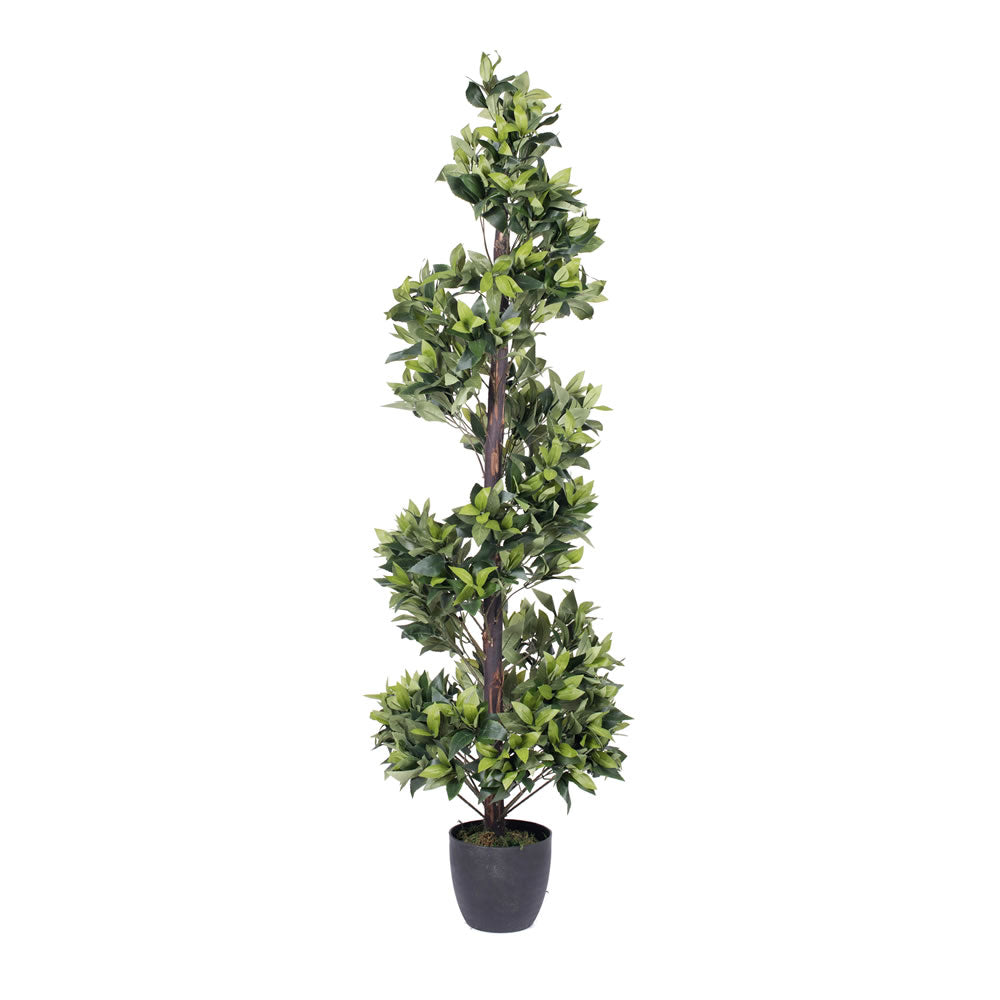 Vickerman 5 Spiral  Bay Tree In Pot  T161060