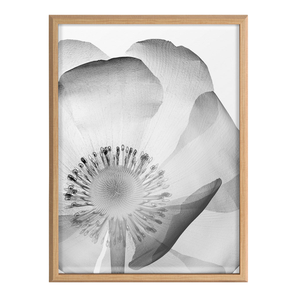 Blake Poppy X Ray Floral 2 BW Framed Printed Art by The Creative Bunch Studio