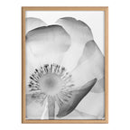 Blake Poppy X Ray Floral 2 BW Framed Printed Art by The Creative Bunch Studio