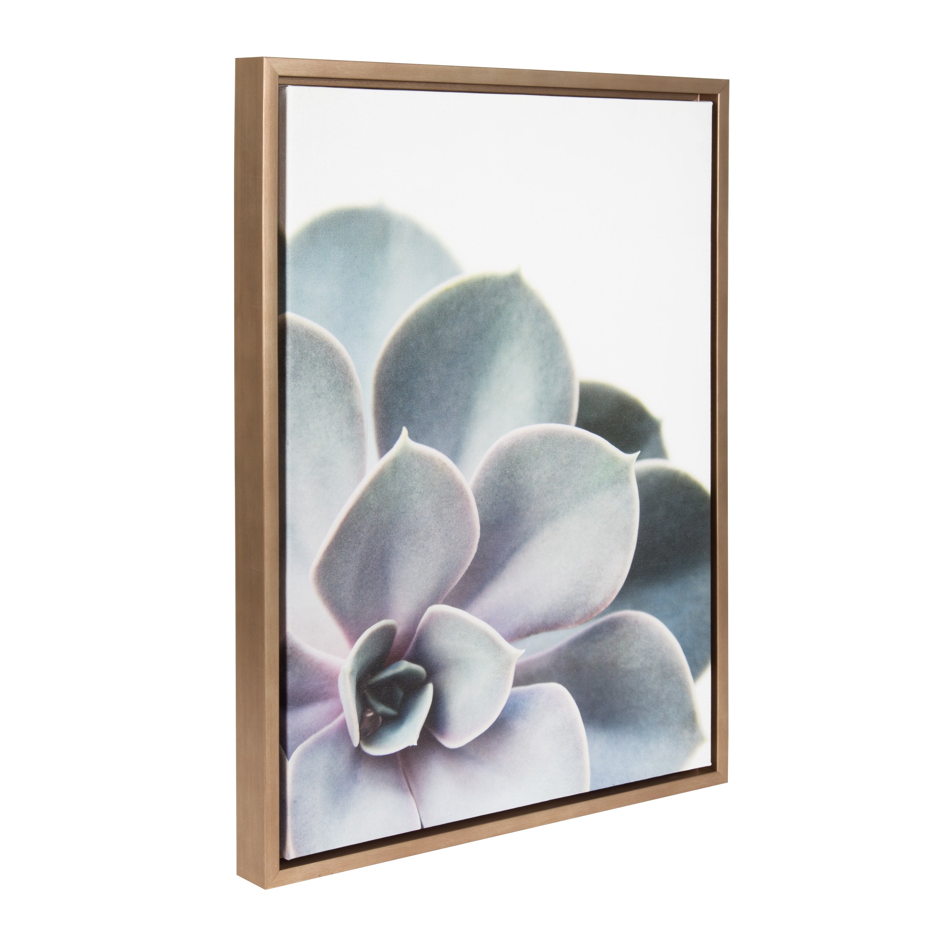 Sylvie Succulent 5 Framed Canvas by F2 Images