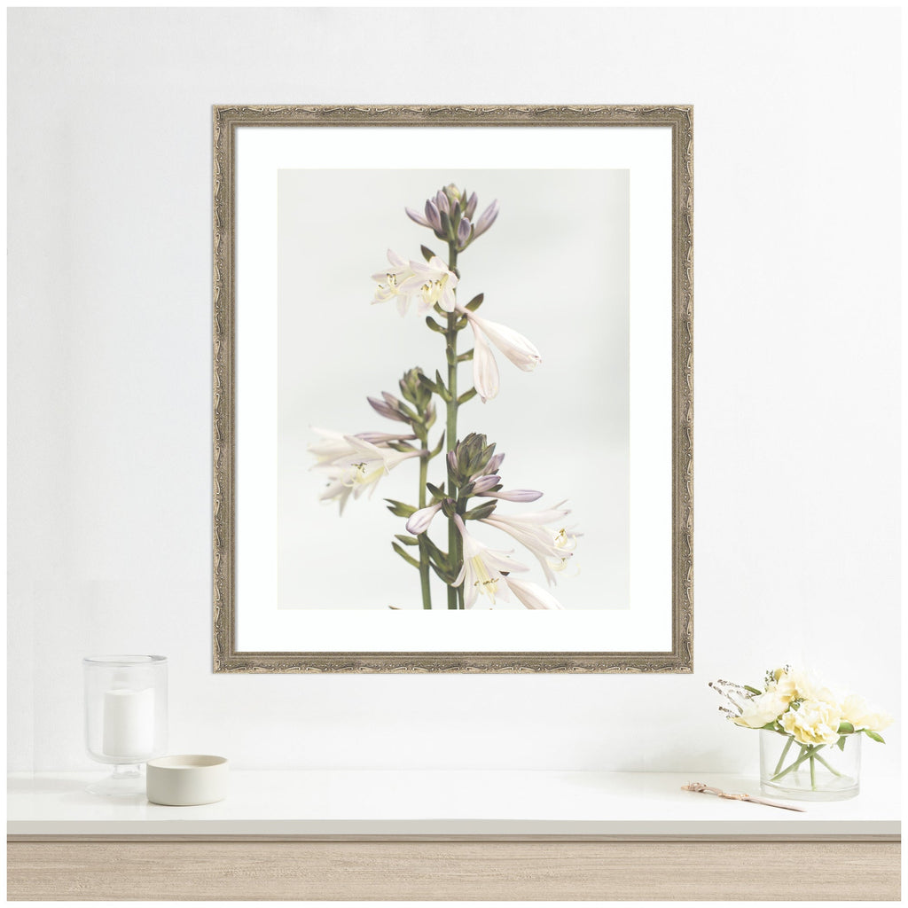 Framed Art Hosta by Alicia Abla
