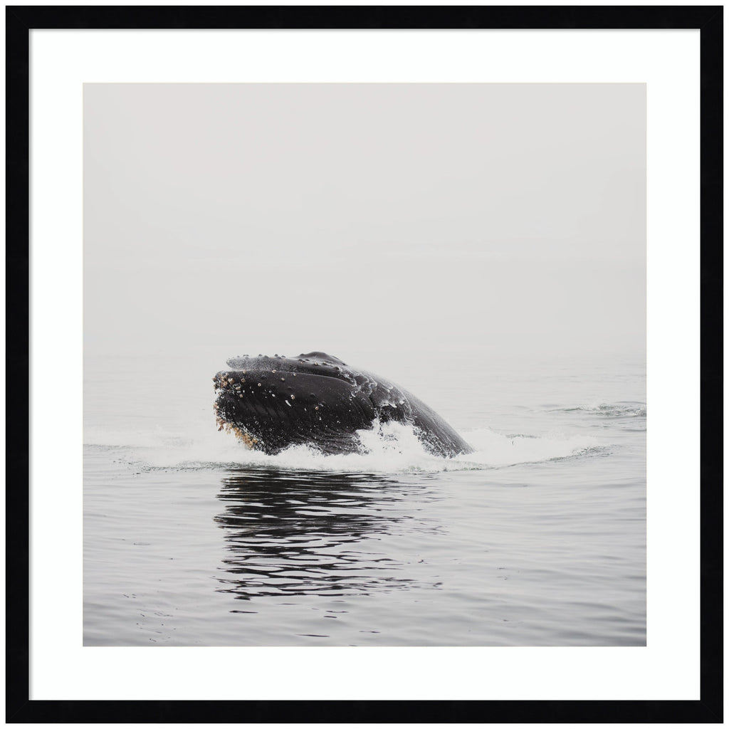 Humpback Whale No. 4 by Laura Evans Framed Wall Art Print
