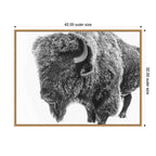 Bison in Snow Black and White by Amy Peterson Framed Canvas Wall Art Print