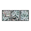 Sylvie Botanical Succulent Plants Framed Canvas Set by The Creative Bunch Studio