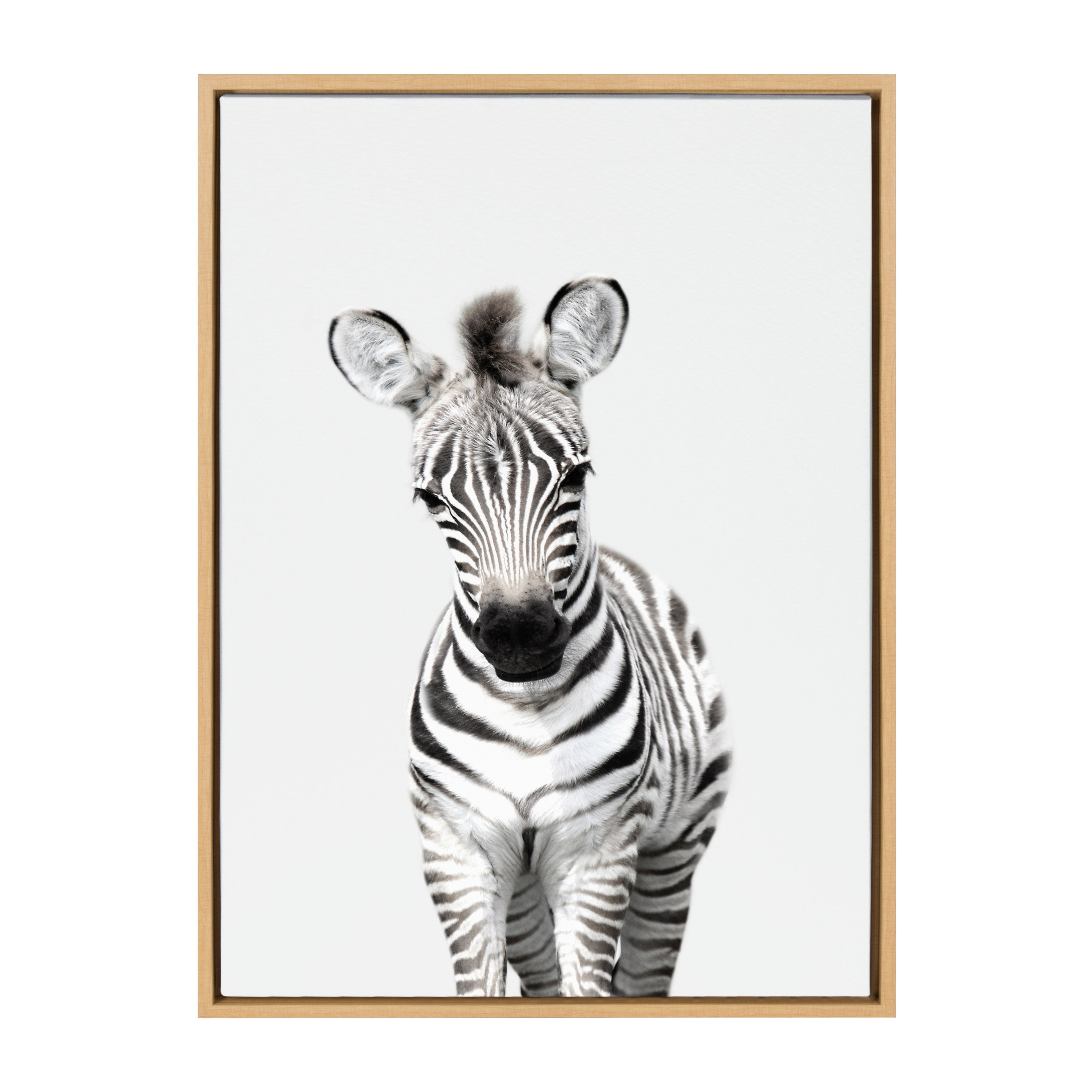 Sylvie Baby Zebra Framed Canvas by Amy Peterson