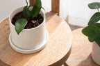 Fitley Wooden Plant Stand