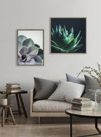 Sylvie Succulent 5 Framed Canvas by F2 Images