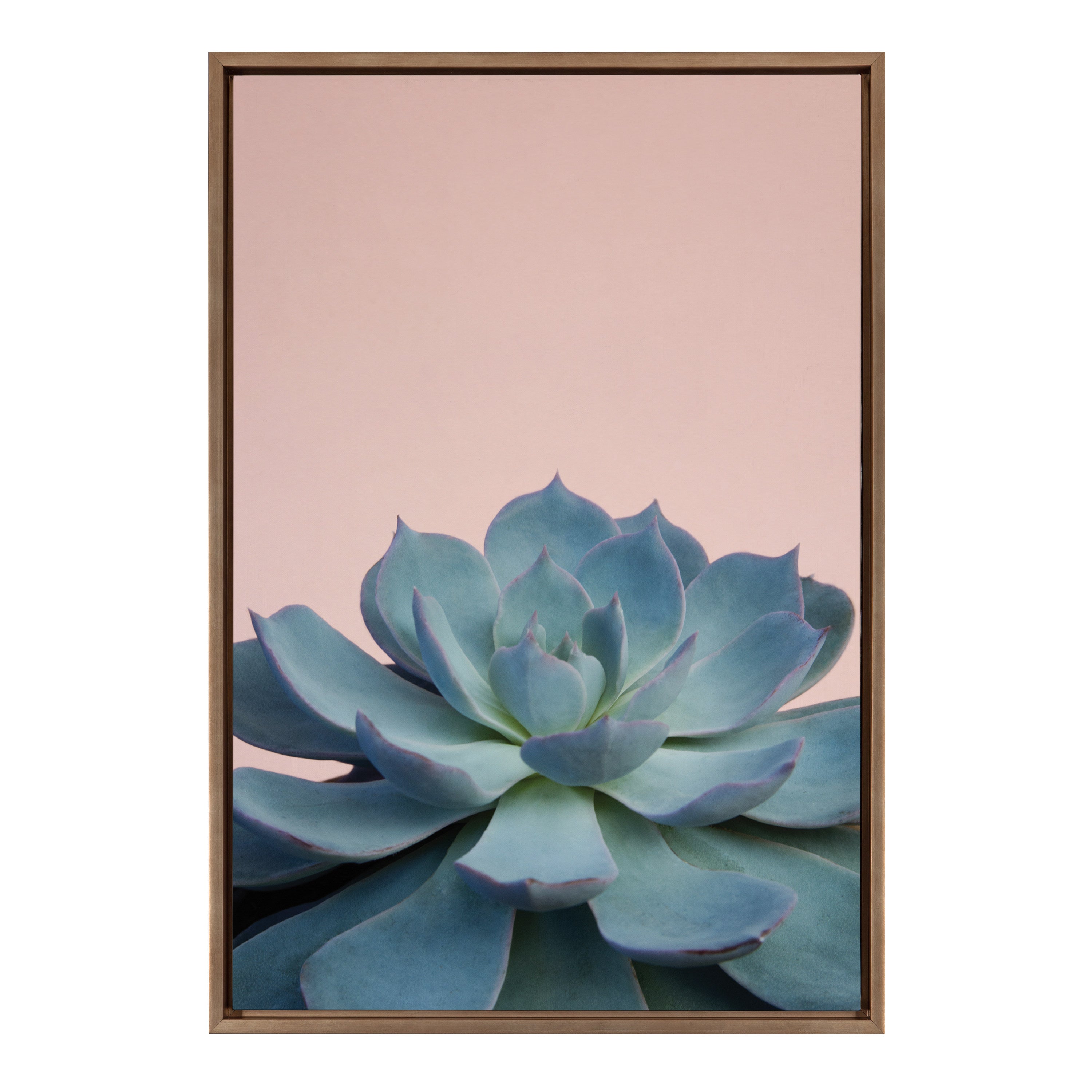Sylvie Succulent 10 Framed Canvas by F2 Images