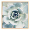 Sylvie Succulent 7 Framed Canvas by F2 Images