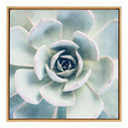 Sylvie Succulent 7 Framed Canvas by F2 Images