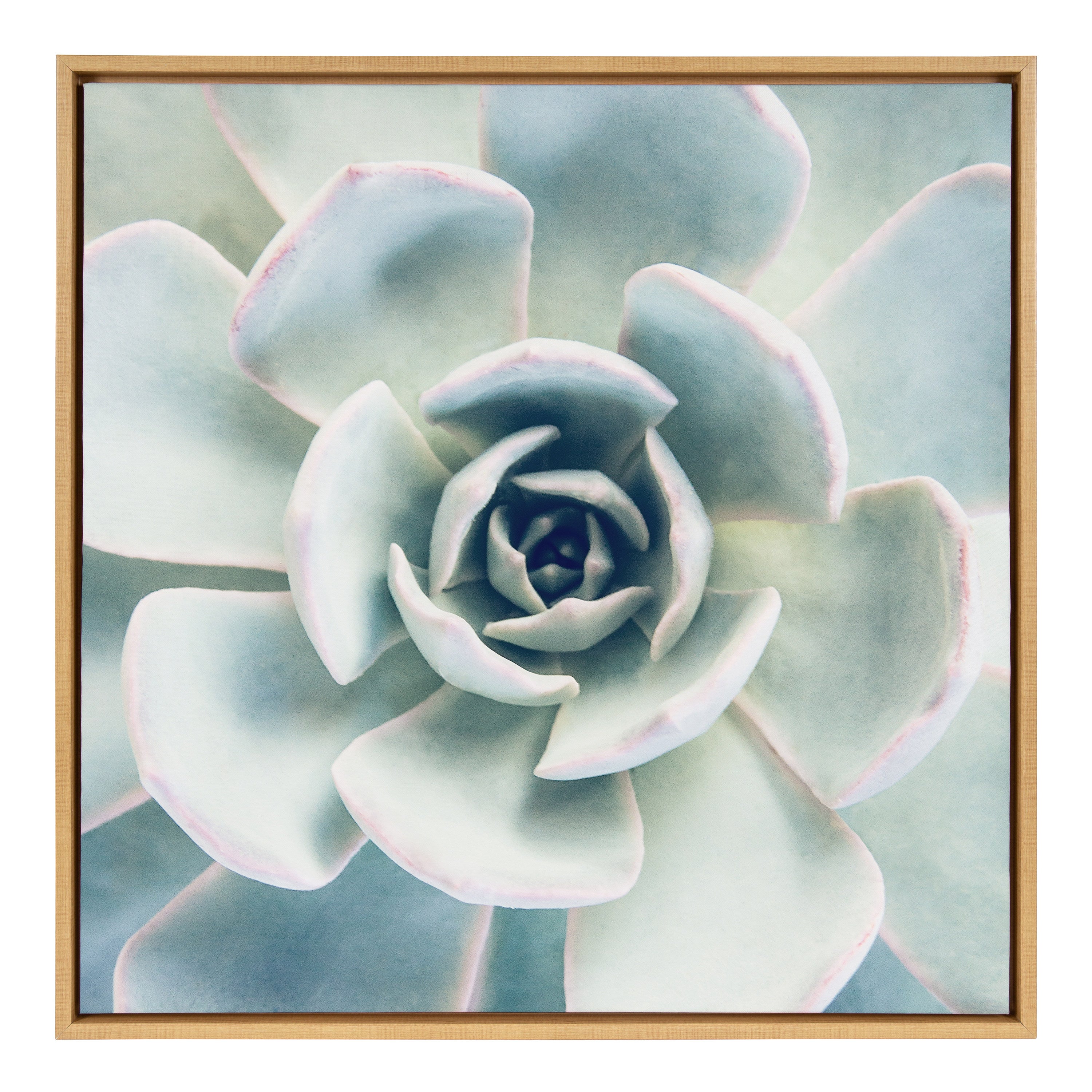 Sylvie Succulent 7 Framed Canvas by F2 Images