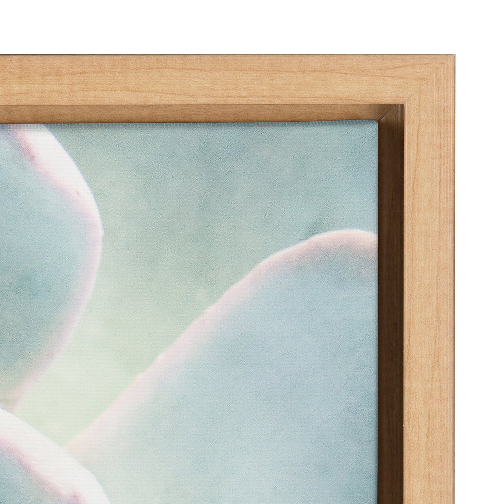 Sylvie Succulent 7 Framed Canvas by F2 Images