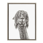 Sylvie Curly Hair Alpaca Framed Canvas by Simon Te Tai