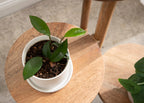 Fitley Wooden Plant Stand