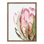 Sylvie Pink Protea Flower Framed Canvas by Amy Peterson