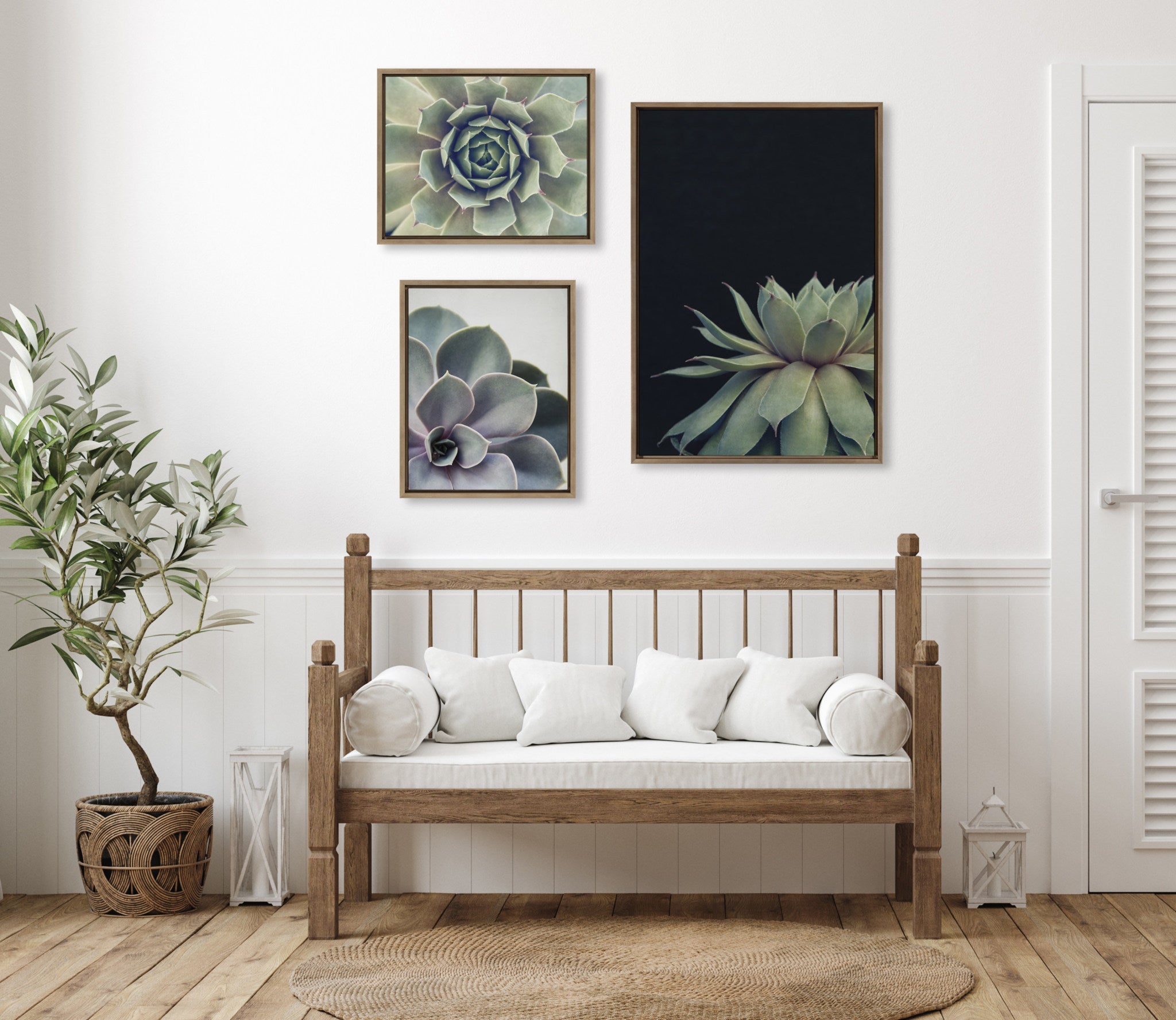 Sylvie Succulent Framed Canvas Set by Emiko and Mark Franzen of F2Images