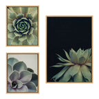 Sylvie Succulent Framed Canvas Set by Emiko and Mark Franzen of F2Images