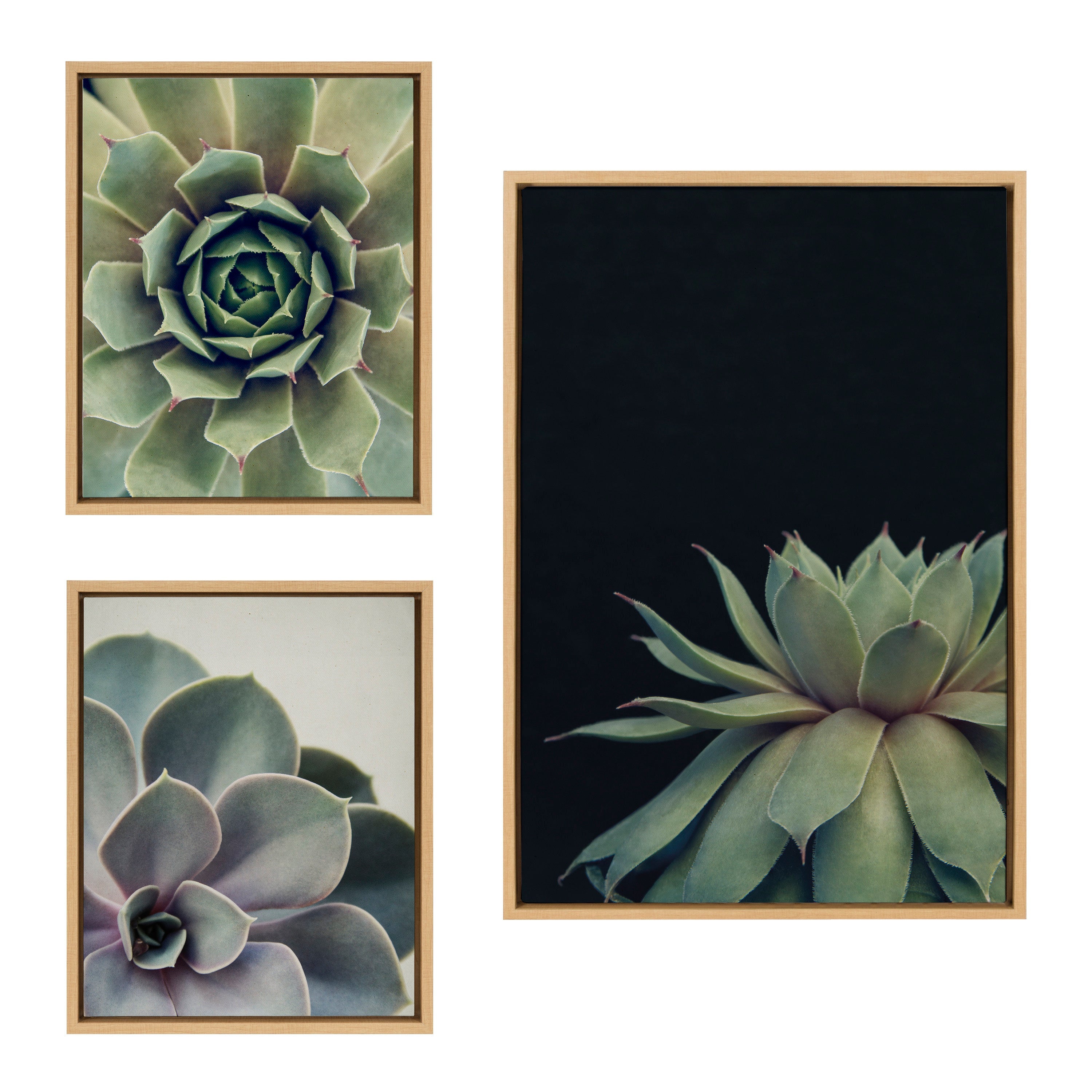 Sylvie Succulent Framed Canvas Set by Emiko and Mark Franzen of F2Images